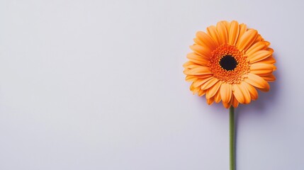 A lone vibrant tangerine gerbera daisy isolated against a light lavender background, close-up shot, Minimalist style