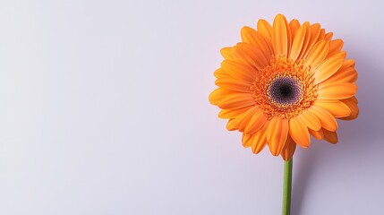 A lone vibrant tangerine gerbera daisy isolated against a light lavender background, close-up shot, Minimalist style