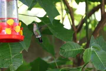 Colibrí, ella mostrándose