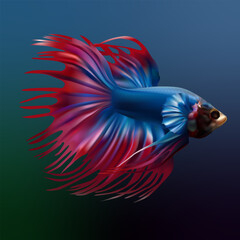 red-blue cockerel fish in an aquarium © Olya