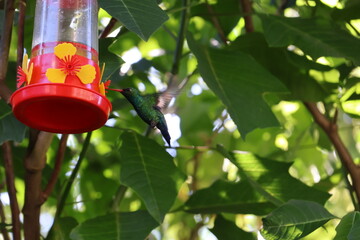Colibrí, él alimentándose © Isabel
