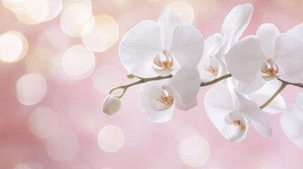 A romantic composition of white orchids against a soft blush pink backdrop, close-up shot, Romantic style