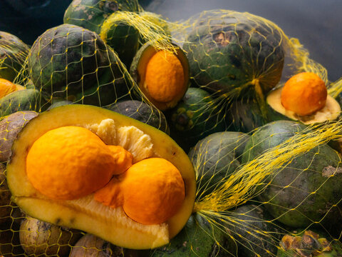 Pequi fruit, typical of the Brazilian savannah