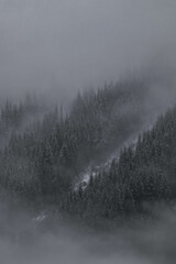 Snow covered trees on a mountain with fog in winter. Alberta, Canada