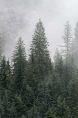 Snow covered trees on a mountain with fog in winter. Alberta, Canada