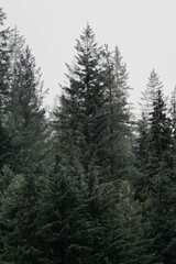 Obraz premium Snow covered trees on a mountain with fog in winter. Alberta, Canada
