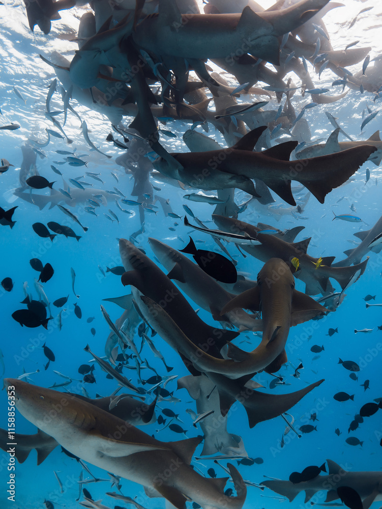 Wall mural Diving with a lot of nurse sharks on deep blue sea.