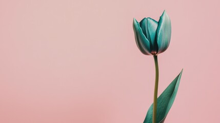 A single deep teal tulip isolated against a soft blush background, close-up shot, Minimalist style