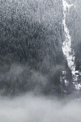 Snow covered trees on a mountain with fog in winter. Alberta, Canada