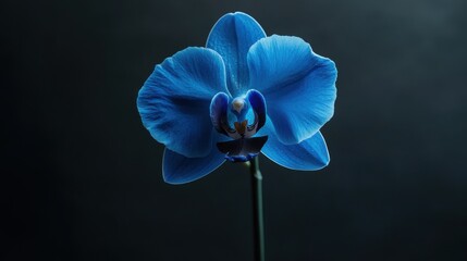 A single exotic blue orchid on a sleek black backdrop, close-up shot, Minimalist style
