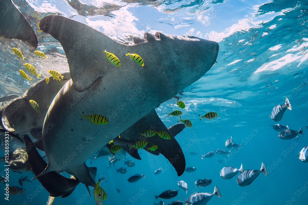 Wall mural Nurse shark swims with tropical yellow fish in tropical sea. Sharks in Maldives