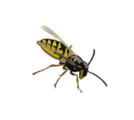 insect, isolated, animal, macro, white, bug, wasp, nature, fly, close-up, beetle, closeup, antenna, bee, yellow, black, wildlife, white background, grasshopper, pest, wing, small, close up, brown, det