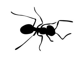 ant, insect, macro, nature, animal, bug, black, closeup, isolated, ants, small, antenna, formica, white, green, close-up, leg, pest, fauna, red, close up, worker, jaw, beetle, leaf