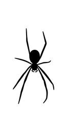spider, insect, animal, nature, isolated, arachnid, black, web, white, bug, vector, halloween, illustration, widow, black widow, macro, danger, arachnophobia, legs, fear, scary, phobia, horror, predat