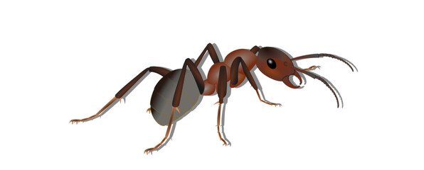 ant, insect, macro, nature, animal, bug, black, closeup, isolated, small, ants, antenna, green, leg, formica, leaf, close-up, white, close up, fauna, spider, jaw, red, worker, pest