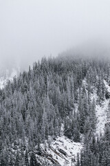Snow covered trees on a mountain with fog in winter. Alberta, Canada