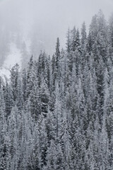 Snow covered trees on a mountain with fog in winter. Alberta, Canada