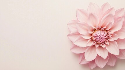 Fototapeta premium A single pastel pink dahlia against a soft cream background, close-up shot, Minimalist style