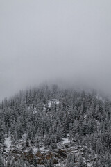 Snow covered trees on a mountain with fog in winter. Alberta, Canada