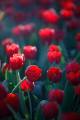 colorful tulips flowering in the garden.