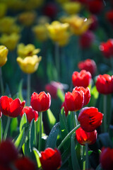 colorful tulips flowering in the garden.