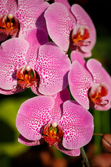 Closeup nature view of Orchids flowers in garden.