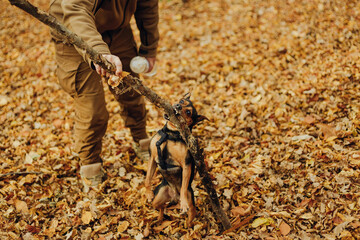Doberman Pinscher playing with a stick