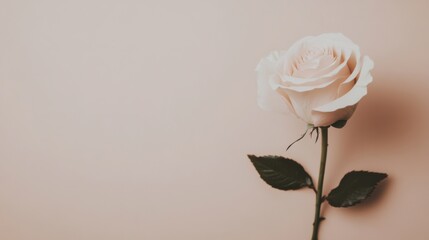 A single soft blush rose against a light taupe background, close-up shot, Minimalist style
