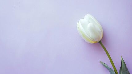 Fototapeta premium A single soft mint green tulip against a light lavender background, close-up shot, Minimalist style