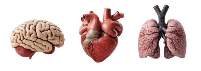 3D realistic model of a human heart, brain, and lungs isolated on a transparent PNG white background
