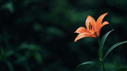 Obraz premium A single vibrant orange tiger lily against a deep forest green background, natural close-up shot, Minimalist style