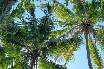 Fototapeta premium Coconut trees photographed at a low angle against a blue sky background