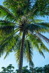Fototapeta premium Coconut trees photographed at a low angle against a blue sky background