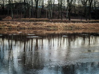 Obraz premium A tranquil pond in winter, with a lone duck swimming among icy patches. The water reflects a cloudy sky and bare trees, creating a peaceful atmosphere. 