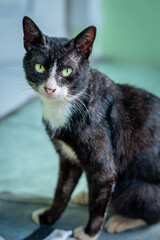 Portrait of black and white sick cat with body full of scars with green eyes Close up, in home backyard
