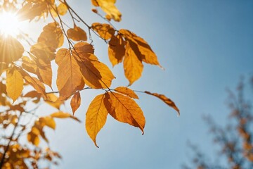 Beautiful natural autumn background - sunlight shining through orange, golden yellow tree foliage. Fall in a park, bright sun beams
