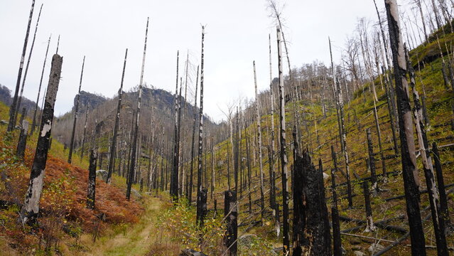 burnt down forest