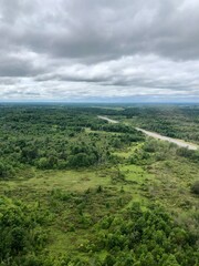 Panorama view of a forest 