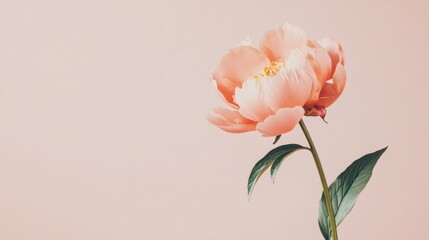 A solitary soft peach peony against a light sage background, close-up shot, Minimalist style