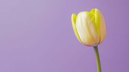 A solitary vibrant chartreuse tulip isolated against a muted lavender background, close-up shot, Minimalist style
