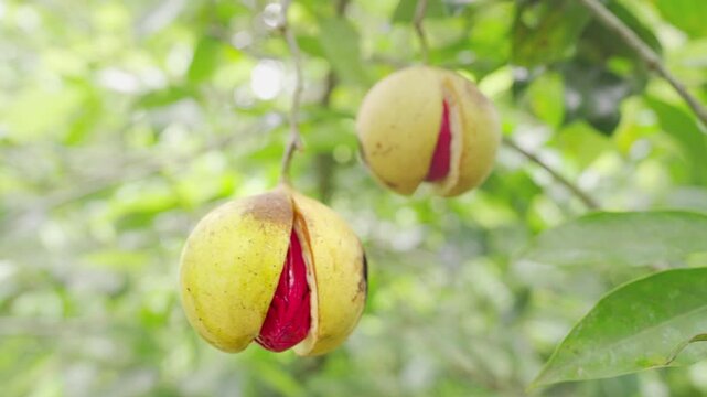 close up, nutmeg fruits with seed covered with red mace spice or flower, myristica fragans