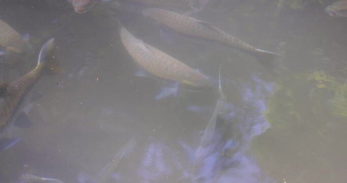 Fish in a Tham Pla Fish Cave, Thailand
