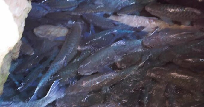 Fish in a Tham Pla Fish Cave, Thailand