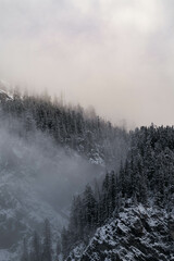 Snow covered trees on a mountain with fog in winter. Alberta, Canada