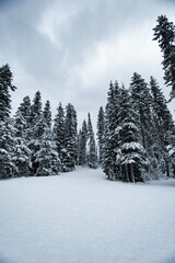 Snow covered forest in Alberta, Canada in winter on a cloudy day