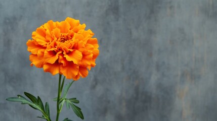 A striking orange marigold against a muted gray backdrop, close-up shot, Minimalist style