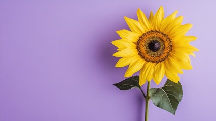 Obraz premium A striking yellow sunflower on a muted purple backdrop, close-up shot, Minimalist style