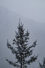 Snow covered conifer tree with trees and fog in the background, Alberta, Canada. Winter background