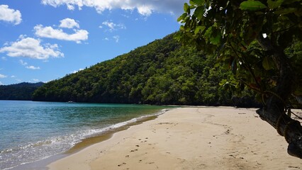 beach with palm trees