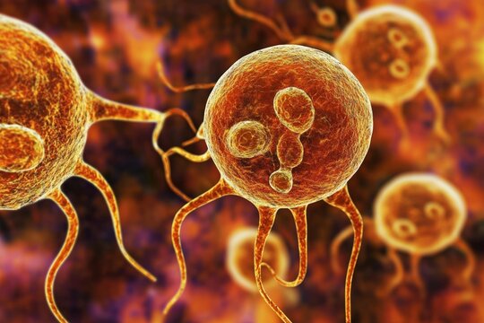 Microscopic Image Of Entamoeba Histolytica Parasites
